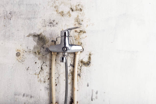 Best Home Mold Removal  in Hillsboro Beach, FL
